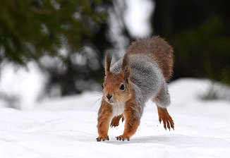 Ekorn, Squirrel (Sjusjøen)