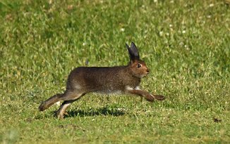 Hare, Mountain Hare (Lista fyr)