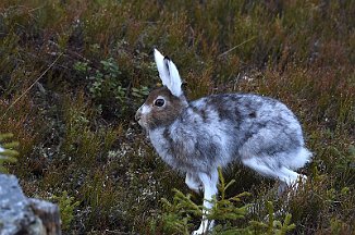Hare, Mountain Hare (Sjusjøen)
