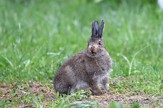 Hare, Mountain Hare (Nordhassel, Lista)