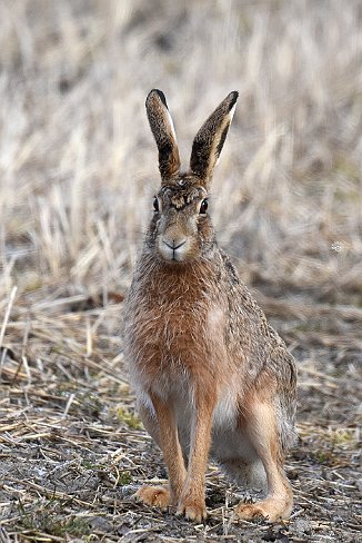 Hare, Mountain Hare (Rokke, Halden)
