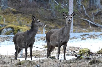 Hjort, Red Deer (Snillfjord)