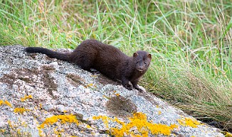 Mink, American Mink (Sula, Frøya)