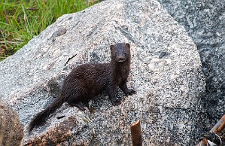 Mink, American Mink (Sula, Frøya)