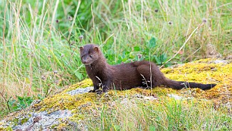 Mink, American Mink (Sula, Frøya)