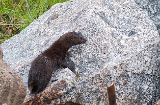 Mink, American Mink (Sula, Frøya)