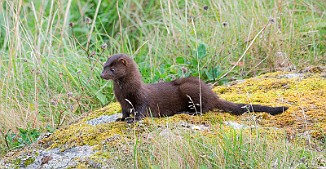 Mink, American Mink (Sula, Frøya)