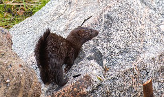 Mink, American Mink (Sula, Frøya)