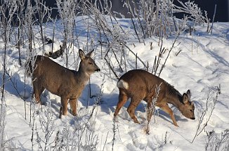 Rådyr, Roe Deer (Øra, Fredrikstad)