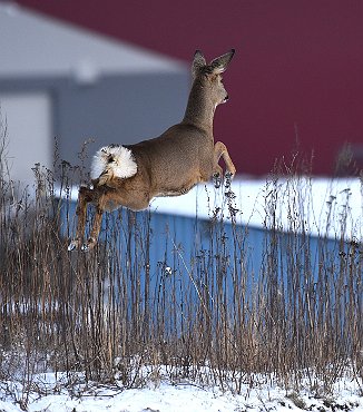 Rådyr, Roe Deer (Øra, Fredrikstad)