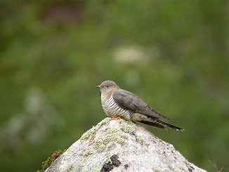 Gjøk, Common Cuckoo (Grimsdalen, Dovre)