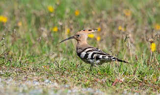 Hærfugl, Hoopoe (Øien, Orkanger)