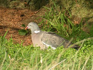 Ringdue, Common Wood Pigeon (Utsira)