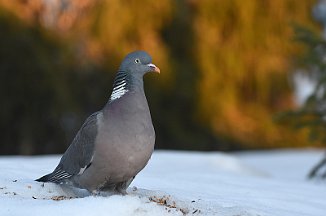Ringdue, Common Wood Pigeon (Sjusjøen)