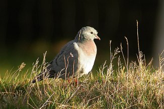 Skogdue. Stock Dove (Utsira)
