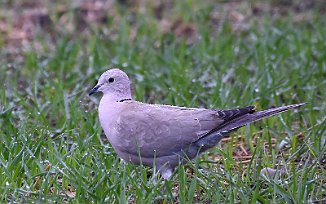 Tyrkerdue, Eurasian Collared Dove (Nordhassel, Lista)