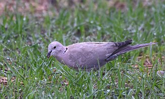 Tyrkerdue, Eurasian Collared Dove (Nordhassel, Lista)
