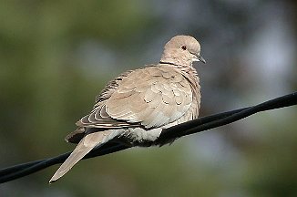 Tyrkerdue, Eurasian Collared Dove (Rygge)