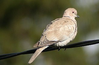 Tyrkerdue, Eurasian Collared Dove (Rygge)