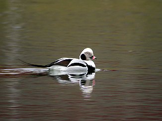 Havelle, Long-tailed Duck (Krogstadfjorden, Råde)