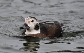 Havelle, Long-Tailed Duck (Tomb, Råde)