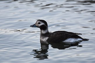 Havelle, Long-Tailed Duck (Tomb, Råde)