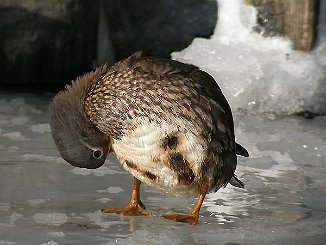Mandarinand, Mandarin Duck (Ålekilen, Fredrikstad)