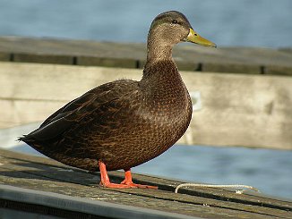 Rødfotand, American Black Duck (Rosnes, Nøtterøy)