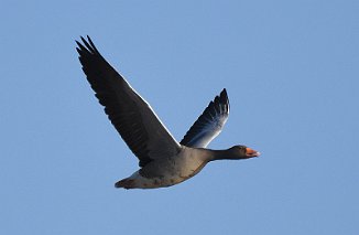 Grågås, Greylag Goose (Vikerkilen, Hvaler)