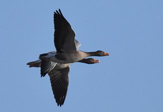 Grågås, Greylag Goose (Vikerkilen, Hvaler)