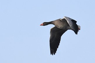 Grågås, Greylag Goose (Torsnes, Fredrikstad)