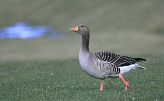 Grågås, Greylag Goose (Jeløy, Moss)