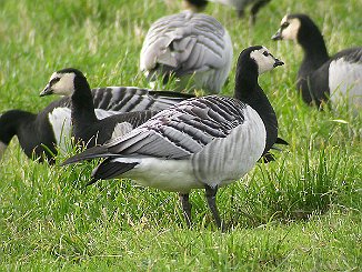 Hvitkinngås, Barnacle Goose (Utsira)