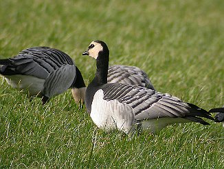 Hvitkinngås, Barnacle Goose (Utsira)