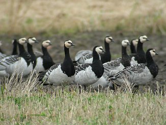 Hvitkinngås, Barnacle Goose (Kurefjorden, Rygge)