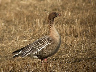 Kortnebbgås, Pink-footed Goose (Rinnleiret, Verdal)