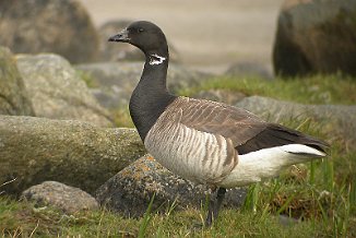 Ringgås, Brent goose (Vikerkilen, Hvaler)