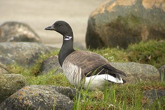 Ringgås, Brent goose (Vikerkilen, Hvaler)