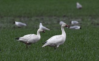 Snøgås, Snow Goose (Viersholm, Råde)