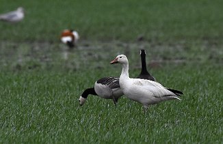 Snøgås, Snow Goose (Viersholm, Råde)