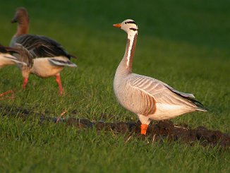 Stripegås, Bar-headed Goose (Sarpebakke, Råde)