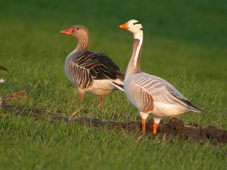 Stripegås, Bar-headed Goose (Sarpebakke, Råde)