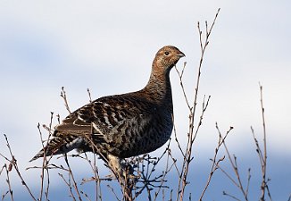 Orrhøne, Black Grouse (Skalstufjellet)