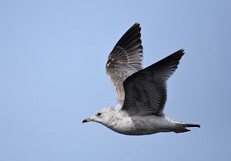 Fiskemåke, Mew Gull (Revlingen, Rygge)