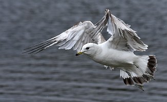 Fiskemåke, Mew Gull (Nidarø, Trondheim)