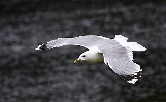 Fiskemåke, Mew Gull (Nidarø, Trondheim)