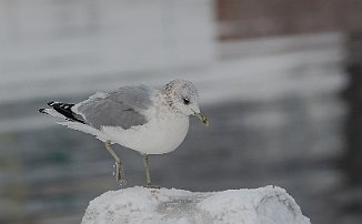 Fiskemåke, Mew Gull (Fredrikstad)