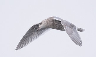 Gråvingemåke, Glaucous-winged Gull (Verdal havn, Verdal)