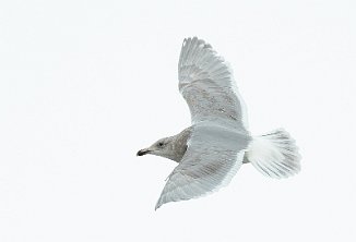 Gråvingemåke, Glaucous-winged Gull (Verdal havn, Verdal)