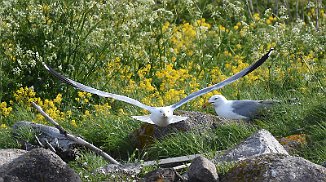 Gulbeinmåke, Yellow-legged gull (Revlingen, Rygge)